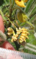 Pseudocreobotra wahlbergi