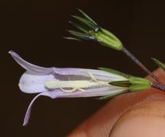 Wahlenbergia fruticosa