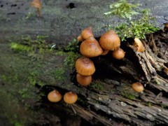 Galerina triscopa