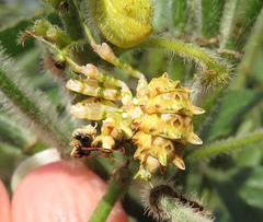 Pseudocreobotra wahlbergi