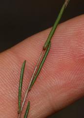 Wahlenbergia fruticosa