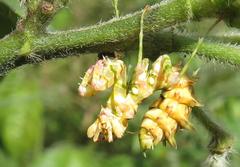 Pseudocreobotra wahlbergi