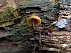 Galerina triscopa