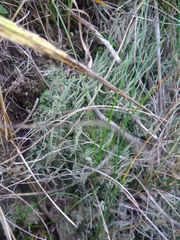 Cladonia subulata