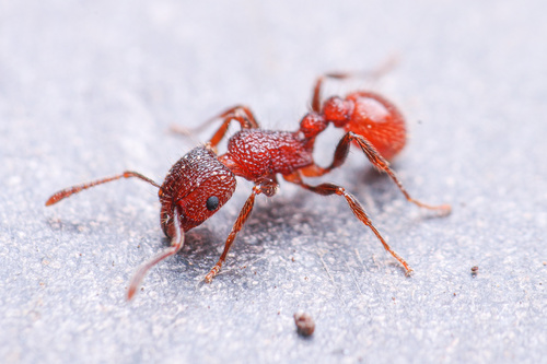 Tetramorium spinosumTetramorium spinosum
