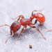 Tetramorium spinosum - Photo (c) mason_s, some rights reserved (CC BY-NC)