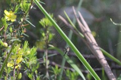 Hibbertia exutiacies