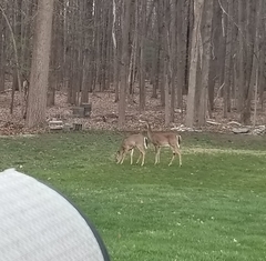 Odocoileus virginianus