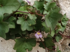 Cymbalaria muralis
