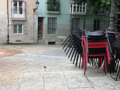 Phoenicurus ochruros