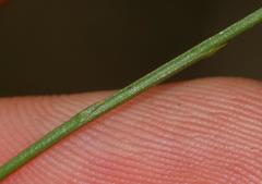 Siphocodon spartioides