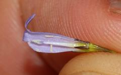 Siphocodon spartioides