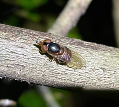 Rhingia