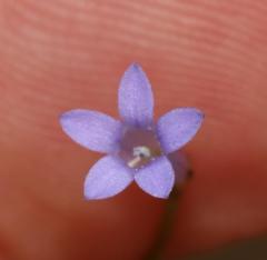 Siphocodon spartioides