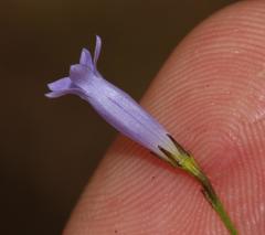 Siphocodon spartioides