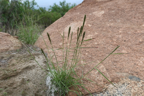 Eragrostis weberbaueri