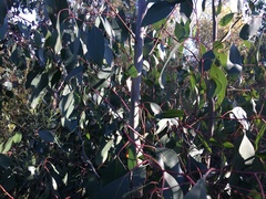 Eucalyptus pauciflora