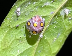 Henosepilachna proserpina