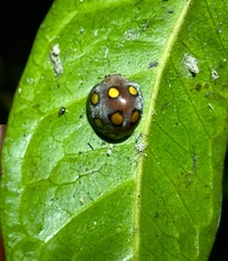 Henosepilachna proserpina
