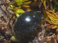 Lamprobyrrhulus nitidus