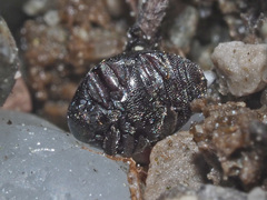 Lamprobyrrhulus nitidus