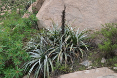 Puya cylindrica