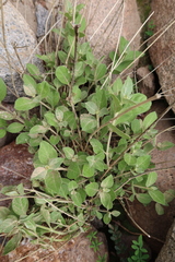 Alternanthera arequipensis