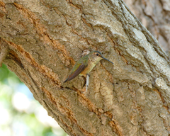Selasphorus sasin