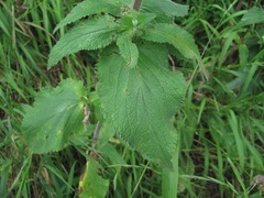 Stachys balansae