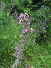 Stachys balansae