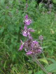 Stachys balansae
