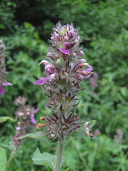Stachys balansae