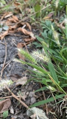 Setaria viridis