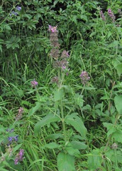 Stachys balansae