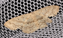Scopula prosoeca