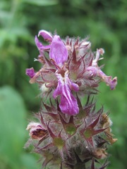 Stachys balansae