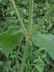 Stachys balansae