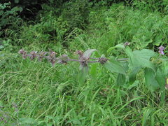 Stachys balansae