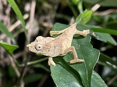 Rhampholeon chapmanorum