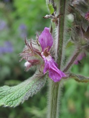 Stachys balansae