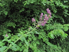 Stachys balansae
