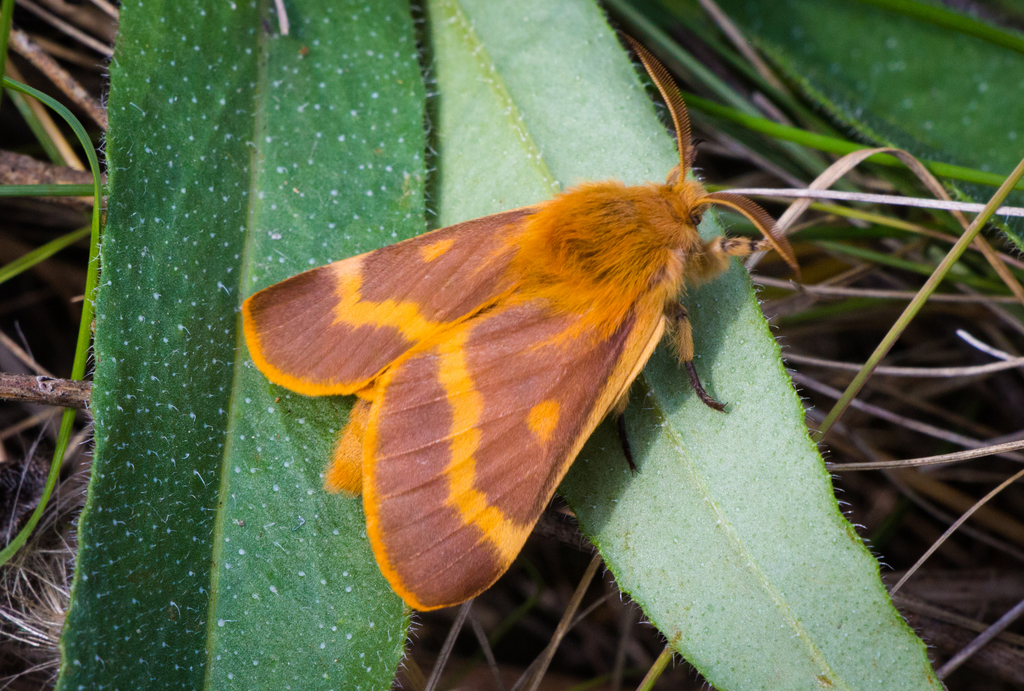 patrician's shrub moth