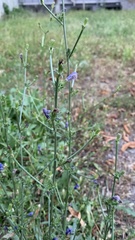 Cichorium intybus