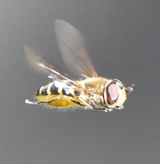 Syrphus vitripennis