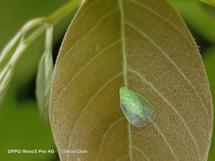 Kallitaxila granulata