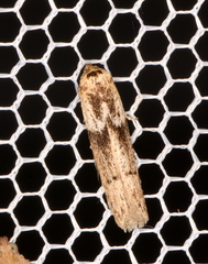 Blastobasis tanyptera