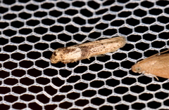 Blastobasis tanyptera