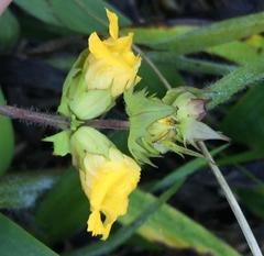Alectra sessiliflora sessiliflora
