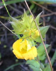 Alectra sessiliflora sessiliflora