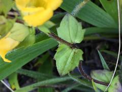 Alectra sessiliflora sessiliflora